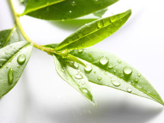 Гидролат Зеленого чая